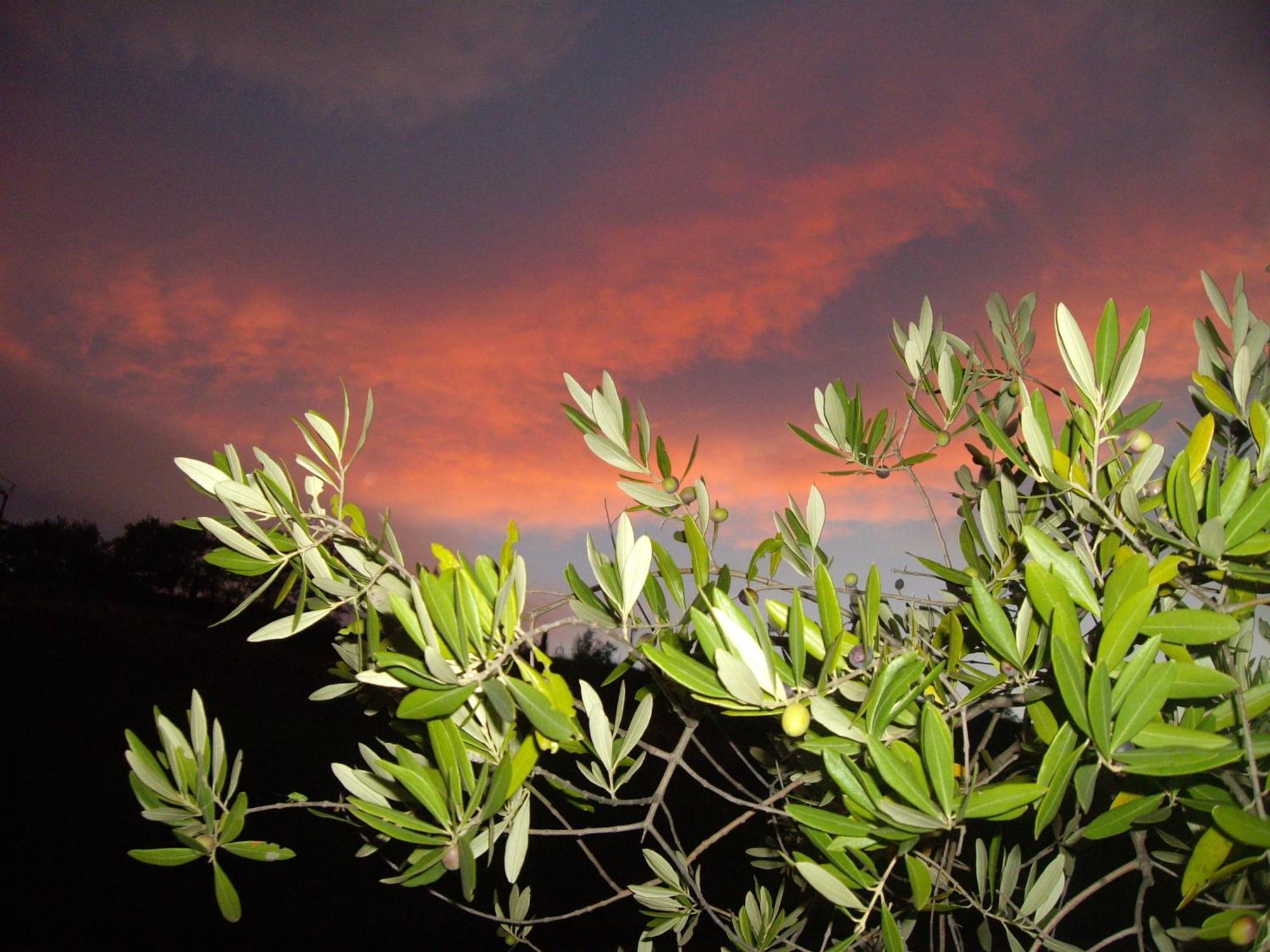 Agriturismo Il Borgo Degli Ulivi Roseto Degli Abruzzi Zewnętrze zdjęcie