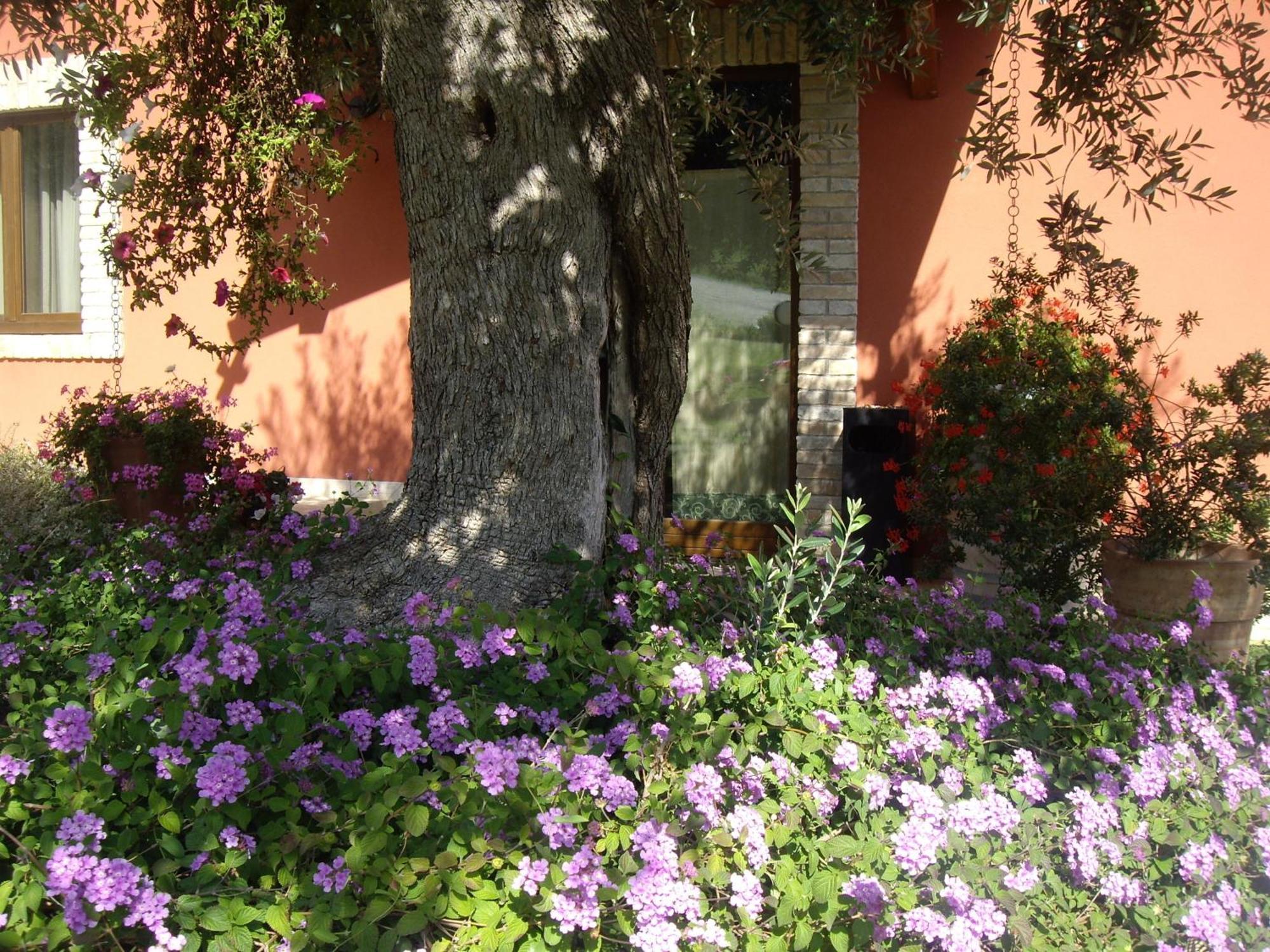 Agriturismo Il Borgo Degli Ulivi Roseto Degli Abruzzi Zewnętrze zdjęcie