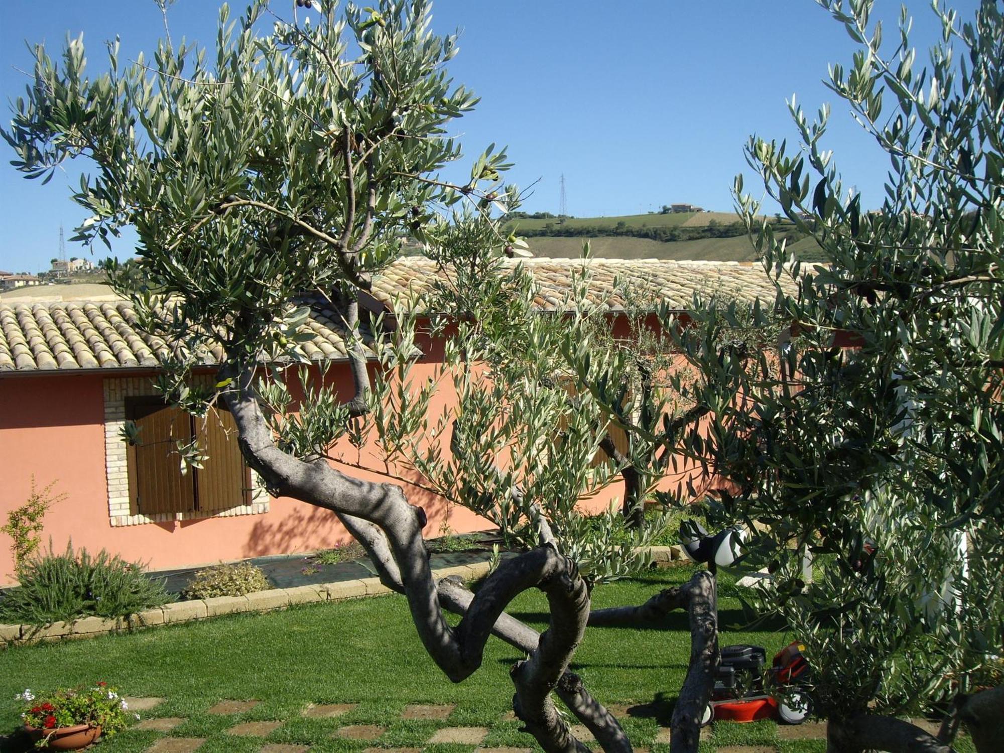 Agriturismo Il Borgo Degli Ulivi Roseto Degli Abruzzi Zewnętrze zdjęcie