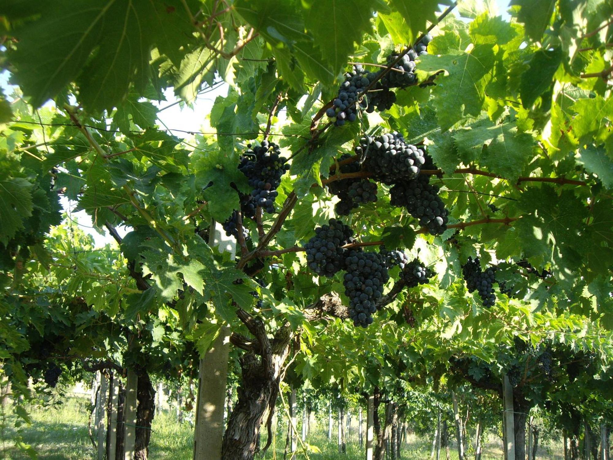 Agriturismo Il Borgo Degli Ulivi Roseto Degli Abruzzi Zewnętrze zdjęcie