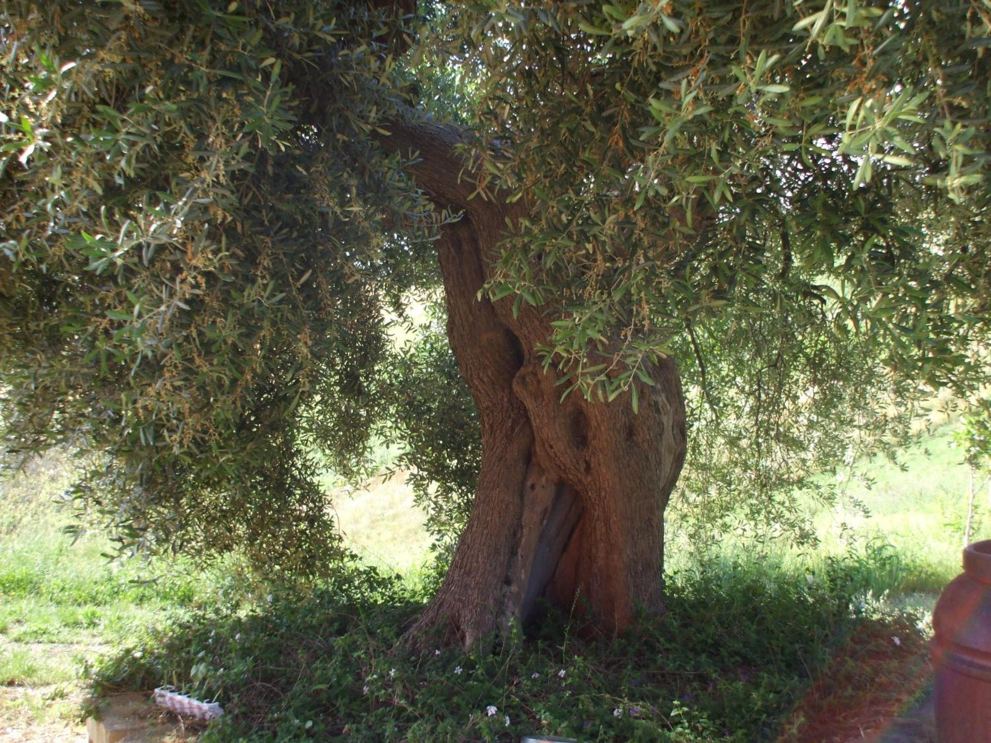 Agriturismo Il Borgo Degli Ulivi Roseto Degli Abruzzi Zewnętrze zdjęcie