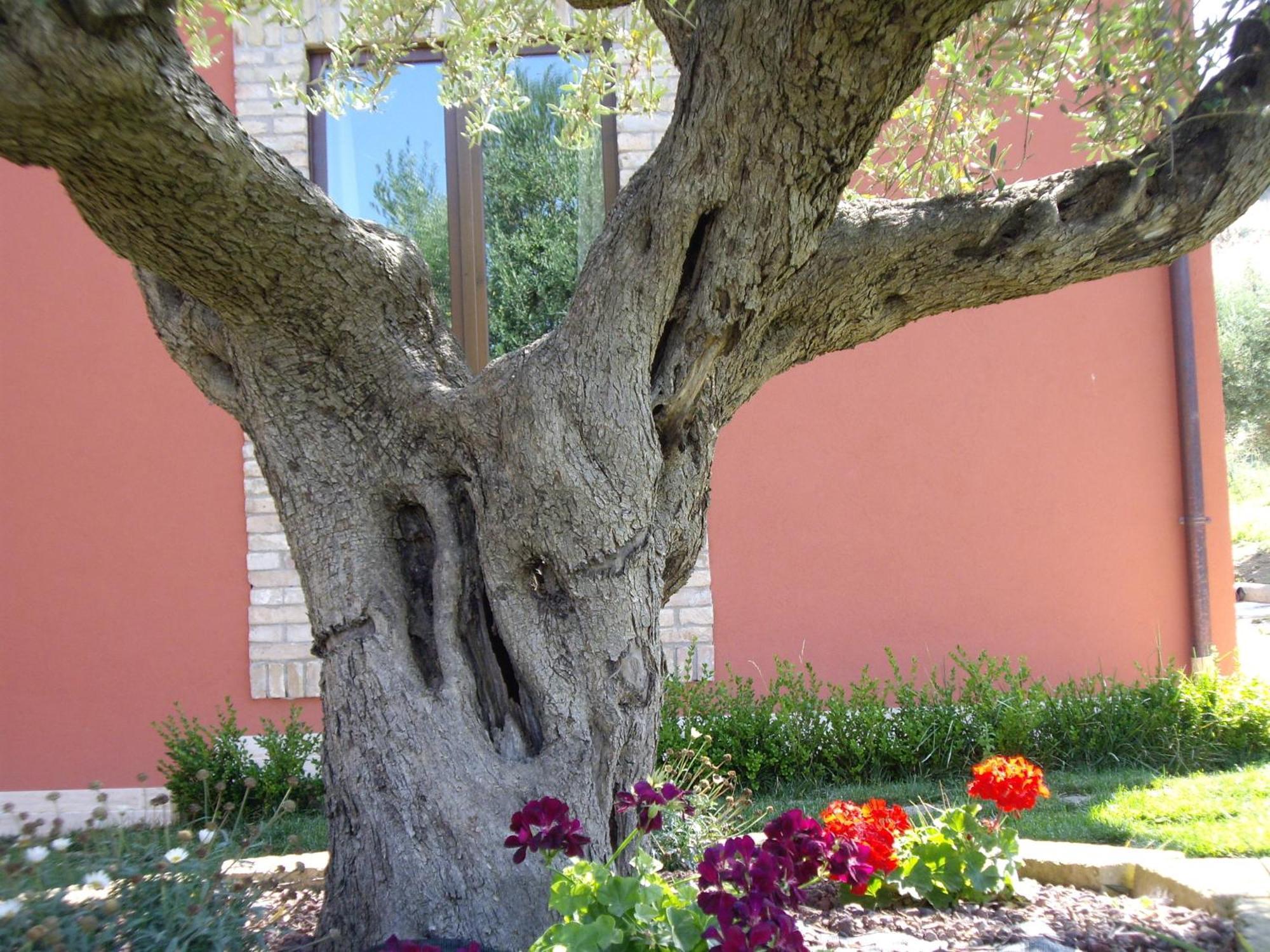 Agriturismo Il Borgo Degli Ulivi Roseto Degli Abruzzi Zewnętrze zdjęcie